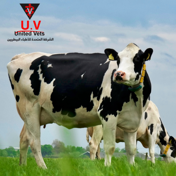 large animal antibiotic (2)